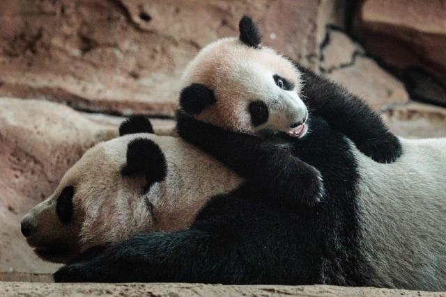 Seven-month-old male giant panda cub Satrio Wiratama, known as Rio, is pictured with his mother Hu Chun at the Panda Palace of Taman Safari Indonesia in Bogor, West Java, on June 20, 2026, marking the first panda cub born in Indonesia via artificial insemination from a breeding pair brought from China in 2017 under a 10-year loan agreement. (Photo by YASUYOSHI CHIBA / AFP)