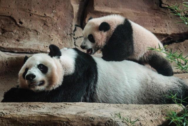 Seven-month-old male giant panda cub Satrio Wiratama, known as Rio, is pictured with his mother Hu Chun at the Panda Palace of Taman Safari Indonesia in Bogor, West Java, on June 20, 2026, marking the first panda cub born in Indonesia via artificial insemination from a breeding pair brought from China in 2017 under a 10-year loan agreement. (Photo by YASUYOSHI CHIBA / AFP)