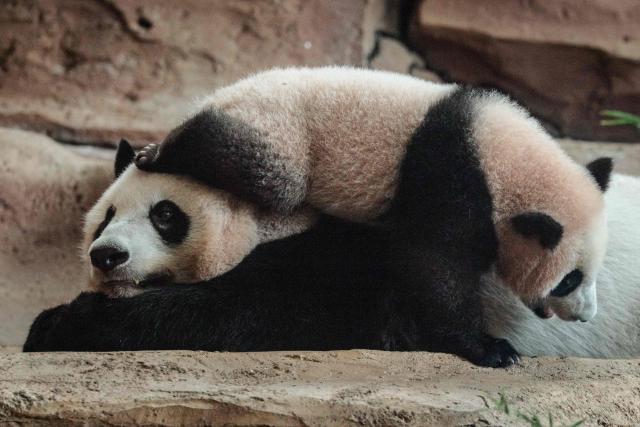 Seven-month-old male giant panda cub Satrio Wiratama, known as Rio, is pictured with his mother Hu Chun at the Panda Palace of Taman Safari Indonesia in Bogor, West Java, on June 20, 2026, marking the first panda cub born in Indonesia via artificial insemination from a breeding pair brought from China in 2017 under a 10-year loan agreement. (Photo by YASUYOSHI CHIBA / AFP)