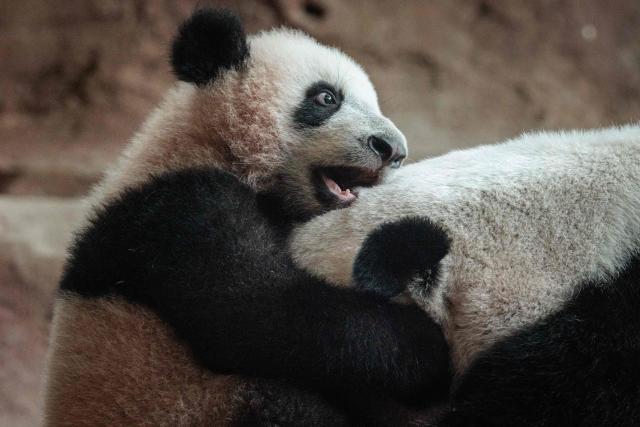 Seven-month-old male giant panda cub Satrio Wiratama, known as Rio, is pictured with his mother Hu Chun at the Panda Palace of Taman Safari Indonesia in Bogor, West Java, on June 20, 2026, marking the first panda cub born in Indonesia via artificial insemination from a breeding pair brought from China in 2017 under a 10-year loan agreement. (Photo by YASUYOSHI CHIBA / AFP)