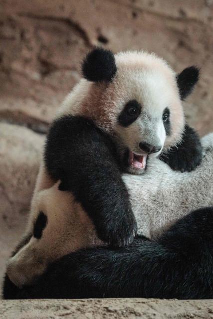 Seven-month-old male giant panda cub Satrio Wiratama, known as Rio, is pictured with his mother Hu Chun at the Panda Palace of Taman Safari Indonesia in Bogor, West Java, on June 20, 2026, marking the first panda cub born in Indonesia via artificial insemination from a breeding pair brought from China in 2017 under a 10-year loan agreement. (Photo by YASUYOSHI CHIBA / AFP)