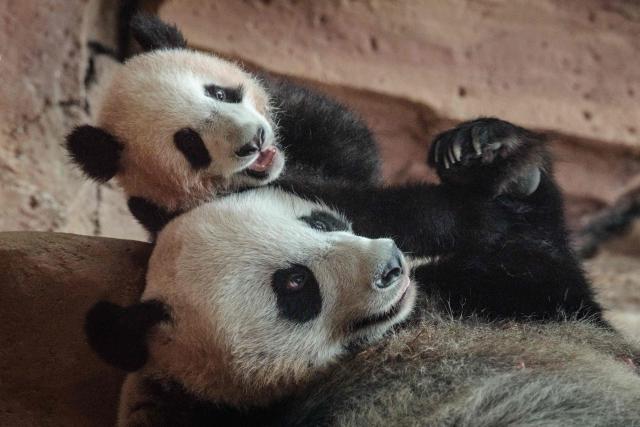 Seven-month-old male giant panda cub Satrio Wiratama, known as Rio, is pictured with his mother Hu Chun at the Panda Palace of Taman Safari Indonesia in Bogor, West Java, on June 20, 2026, marking the first panda cub born in Indonesia via artificial insemination from a breeding pair brought from China in 2017 under a 10-year loan agreement. (Photo by YASUYOSHI CHIBA / AFP)