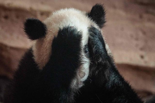 The face of seven-month-old male giant panda cub Satrio Wiratama, known as Rio, is covered by the paws of his mother Hu Chun, marking the first panda cub born in Indonesia via artificial insemination from a breeding pair brought from China in 2017 under a 10-year loan agreement, at the Panda Palace of Taman Safari Indonesia in Bogor, West Java on June 20, 2026. (Photo by YASUYOSHI CHIBA / AFP)