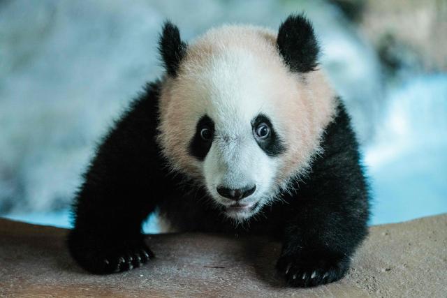 Seven-month-old male giant panda cub Satrio Wiratama, known as Rio, is pictured at the Panda Palace of Taman Safari Indonesia in Bogor, West Java on June 20, 2026, marking the first panda cub born in Indonesia via artificial insemination from a breeding pair brought from China in 2017 under a 10-year loan agreement. (Photo by YASUYOSHI CHIBA / AFP)