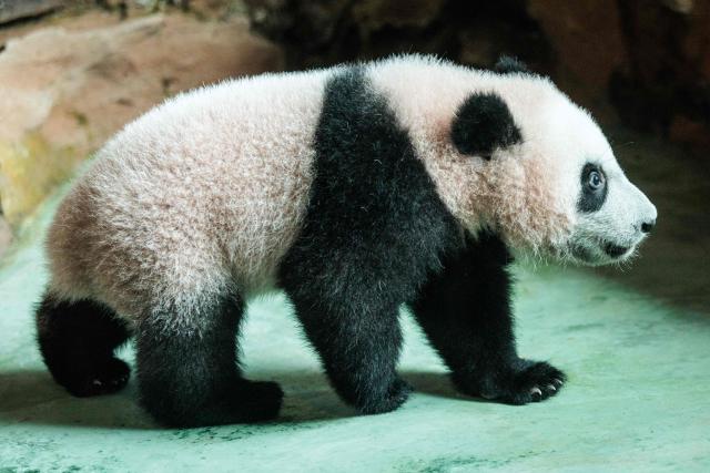 Seven-month-old male giant panda cub Satrio Wiratama, known as Rio, is pictured at the Panda Palace of Taman Safari Indonesia in Bogor, West Java on June 20, 2026, marking the first panda cub born in Indonesia via artificial insemination from a breeding pair brought from China in 2017 under a 10-year loan agreement. (Photo by YASUYOSHI CHIBA / AFP)