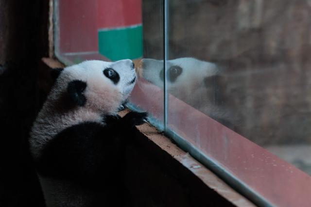Seven-month-old male giant panda cub Satrio Wiratama, known as Rio, looks on at the Panda Palace of Taman Safari Indonesia in Bogor, West Java, on June 20, 2026. Rio is the first panda cub born in Indonesia via artificial insemination from a breeding pair brought from China in 2017 under a 10-year loan agreement. (Photo by Aditya Aji / AFP)