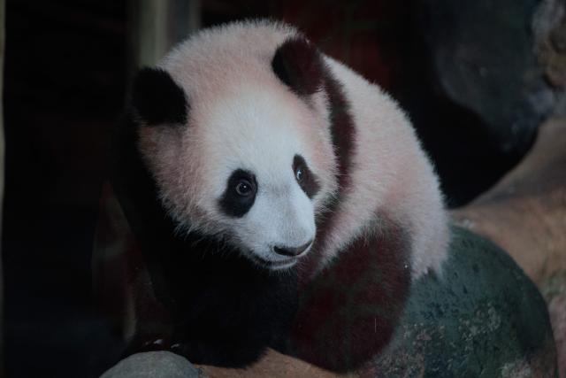 Seven-month-old male giant panda cub Satrio Wiratama, known as Rio, reacts at the Panda Palace of Taman Safari Indonesia in Bogor, West Java, on June 20, 2026. Rio is the first panda cub born in Indonesia via artificial insemination from a breeding pair brought from China in 2017 under a 10-year loan agreement. (Photo by Aditya Aji / AFP)