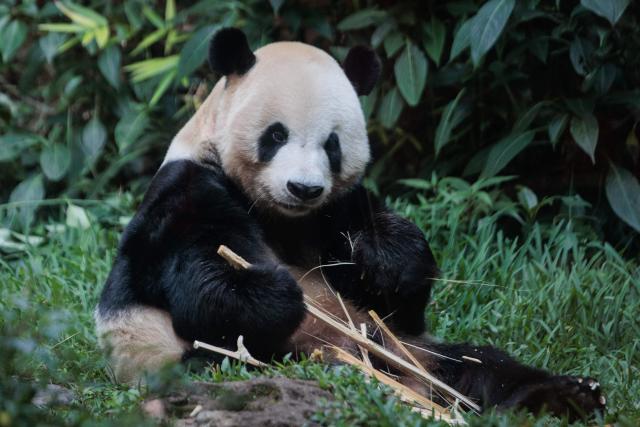 Male giant panda Cai Tao eats at the Panda Palace of Taman Safari Indonesia in Bogor, West Java, on June 20, 2026. (Photo by Aditya Aji / AFP)