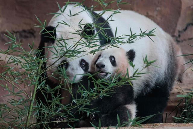 Seven-month-old male giant panda cub Satrio Wiratama (R), known as Rio, is pictured with his mother Hu Chun at the Panda Palace of Taman Safari Indonesia in Bogor, West Java, on June 20, 2026. Rio is the first panda cub born in Indonesia via artificial insemination from a breeding pair brought from China in 2017 under a 10-year loan agreement. (Photo by Aditya Aji / AFP)