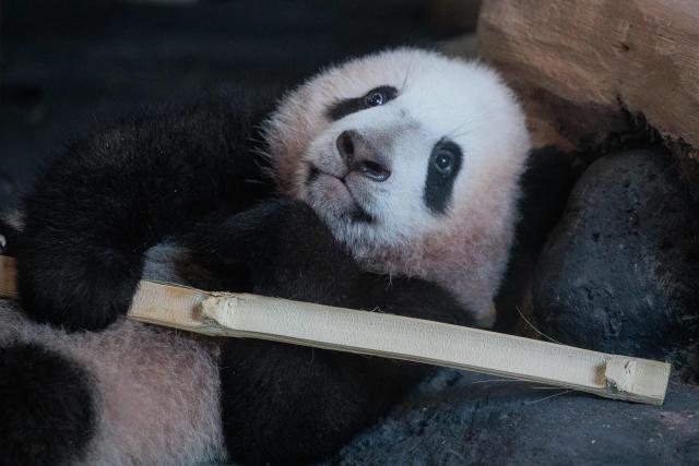 Seven-month-old male giant panda cub Satrio Wiratama, known as Rio, reacts at the Panda Palace of Taman Safari Indonesia in Bogor, West Java, on June 20, 2026. Rio is the first panda cub born in Indonesia via artificial insemination from a breeding pair brought from China in 2017 under a 10-year loan agreement. (Photo by Aditya Aji / AFP)