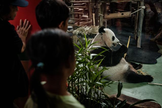 People watch female giant panda Hu Chun at the Panda Palace of Taman Safari Indonesia in Bogor, West Java, on June 20, 2026. (Photo by Yasuyoshi Chiba / AFP)