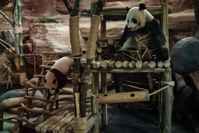 Seven-month-old male giant panda cub Satrio Wiratama (L), known as Rio, is pictured with his mother Hu Chun at the Panda Palace of Taman Safari Indonesia in Bogor, West Java, on June 20, 2026. Rio is the first panda cub born in Indonesia via artificial insemination from a breeding pair brought from China in 2017 under a 10-year loan agreement. (Photo by Yasuyoshi Chiba / AFP)