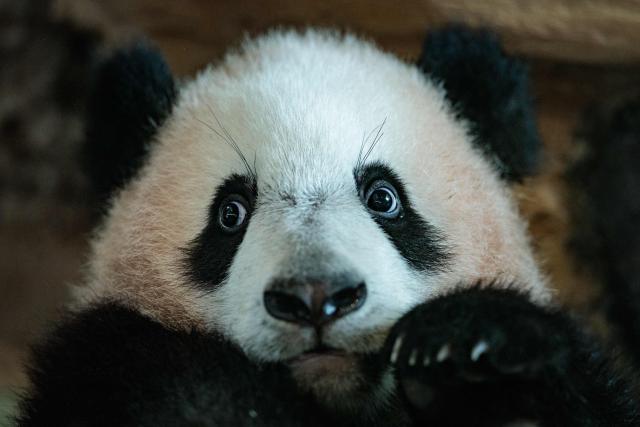 Seven-month-old male giant panda cub Satrio Wiratama, known as Rio, is pictured at the Panda Palace of Taman Safari Indonesia in Bogor, West Java, on June 20, 2026. Rio is the first panda cub born in Indonesia via artificial insemination from a breeding pair brought from China in 2017 under a 10-year loan agreement. (Photo by Yasuyoshi Chiba / AFP)