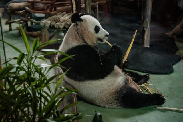 Female giant panda Hu Chun eats at the Panda Palace of Taman Safari Indonesia in Bogor, West Java, on June 20, 2026. (Photo by Yasuyoshi Chiba / AFP)