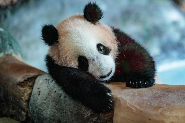 Seven-month-old male giant panda cub Satrio Wiratama, known as Rio, is pictured at the Panda Palace of Taman Safari Indonesia in Bogor, West Java, on June 20, 2026. Rio is the first panda cub born in Indonesia via artificial insemination from a breeding pair brought from China in 2017 under a 10-year loan agreement. (Photo by Yasuyoshi Chiba / AFP)