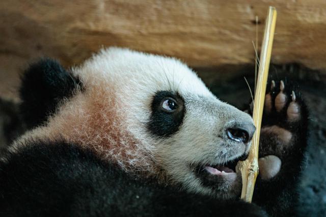 Seven-month-old male giant panda cub Satrio Wiratama, known as Rio, is pictured at the Panda Palace of Taman Safari Indonesia in Bogor, West Java, on June 20, 2026. Rio is the first panda cub born in Indonesia via artificial insemination from a breeding pair brought from China in 2017 under a 10-year loan agreement. (Photo by Yasuyoshi Chiba / AFP)