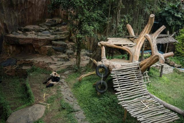 Male giant panda Cai Tao is pictured at the Panda Palace of Taman Safari Indonesia in Bogor, West Java, on June 20, 2026. (Photo by Yasuyoshi Chiba / AFP)