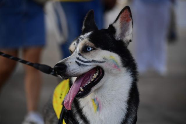 A dog wearing a Colombian national football team jersey is seen outside a polling center during the presidential election runoff in Barranquilla, Colombia, on June 21, 2026. Colombians head to the polls to pick a new president between a hard-right White House-backed lawyer and a leftist senator that will decide the fate of the country's stumbling peace process and strained ties with Washington. (Photo by Jaime SALDARRIAGA / AFP)