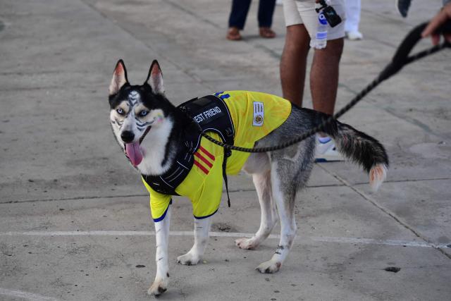 A dog wearing a Colombian national football team jersey is seen outside a polling center during the presidential election runoff in Barranquilla, Colombia, on June 21, 2026. Colombians head to the polls to pick a new president between a hard-right White House-backed lawyer and a leftist senator that will decide the fate of the country's stumbling peace process and strained ties with Washington. (Photo by Jaime SALDARRIAGA / AFP)