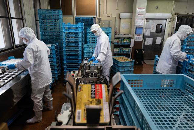 This photo taken on May 15, 2026 shows employees working at the Kamakurayama Natto production facility in Kamakura, Kanagawa prefecture. The highly nutritious beans inoculated with beneficial bacteria remain a traditional Japanese breakfast staple, but their pungent aroma, viscous texture and yeasty taste divide even their homeland. Recent years have seen natto join a series of fermented foods, from kimchi to kombucha, that have surged in popularity worldwide as Americans in particular seek better digestive health following the Covid-19 pandemic. (Photo by Andrew CABALLERO-REYNOLDS / AFP) / To go with AFP story Japan-food-health-natto-lifestyle,FEATURE by Tomohiro Osaki and Sarah Lai