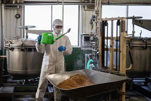This photo taken on May 15, 2026 shows an employee adding a fermenting agent to cooked soybeans at the Kamakurayama Natto production facility in Kamakura, Kanagawa prefecture. The highly nutritious beans inoculated with beneficial bacteria remain a traditional Japanese breakfast staple, but their pungent aroma, viscous texture and yeasty taste divide even their homeland. Recent years have seen natto join a series of fermented foods, from kimchi to kombucha, that have surged in popularity worldwide as Americans in particular seek better digestive health following the Covid-19 pandemic. (Photo by Andrew CABALLERO-REYNOLDS / AFP) / To go with AFP story Japan-food-health-natto-lifestyle,FEATURE by Tomohiro Osaki and Sarah Lai