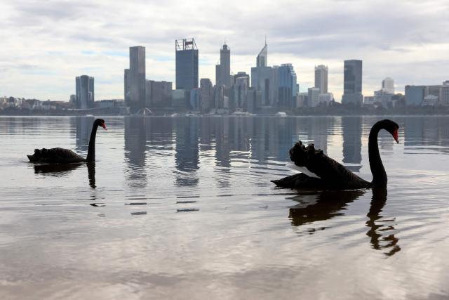 Swans swim in front of the central business district (CBD) of Western Australia's capital city of Perth on June 22, 2026. Australia is checking for any sign of "entrenched" H5 bird flu in its wildlife after detecting the country's first two cases, the government said. Scientists confirmed at the weekend they had found the disease in a migratory sea bird, a brown skua, in remote Western Australia. (Photo by Antony DICKSON / AFP)