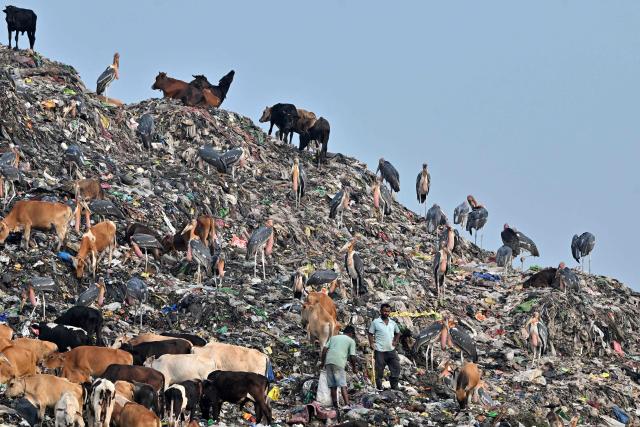 CORRECTION / Rag pickers look for recyclable materials at the Boragaon dumping site in Guwahati on June 4, 2026. (Photo by Biju BORO / AFP) / “The erroneous mention[s] appearing in the metadata of this photo by Biju BORO has been modified in AFP systems in the following manner: [ June 4, 2026 ] instead of [ June 5, 2024 ]. Please immediately remove the erroneous mention[s] from all your online services and delete it (them) from your servers. If you have been authorized by AFP to distribute it (them) to third parties, please ensure that the same actions are carried out by them. Failure to promptly comply with these instructions will entail liability on your part for any continued or post notification usage. Therefore we thank you very much for all your attention and prompt action. We are sorry for the inconvenience this notification may cause and remain at your disposal for any further information you may require.”