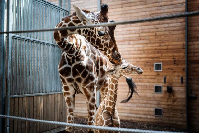 A newborn giraffe calf stands with its mother in their enclosure at Copenhagen Zoo on June 22, 2026. A giraffe is pregnant for about 15 months and gives birth to one calf, which at birth is nearly two meters tall and weighs 50-60 kilos. (Photo by Sebastian Elias Uth / Ritzau Scanpix / AFP) / Denmark OUT