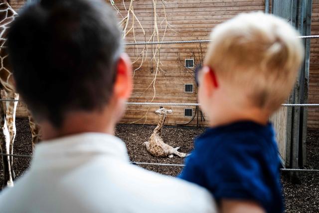 Visitors look at a newborn giraffe calf in its enclosure at Copenhagen Zoo on June 22, 2026. A giraffe is pregnant for about 15 months and gives birth to one calf, which at birth is nearly two meters tall and weighs 50-60 kilos. (Photo by Sebastian Elias Uth / Ritzau Scanpix / AFP) / Denmark OUT