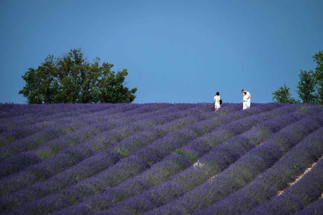 Tourists walk in a lavender field in Valensole, southern France, on June 22, 2027. (Photo by Miguel MEDINA / AFP)