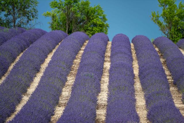 This photograph shows a lavender field in Valensole, southern France, on June 22, 2027. (Photo by Miguel MEDINA / AFP)