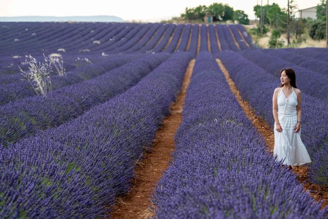 Tourists walk in a lavender field in Valensole, southern France, on June 22, 2027. (Photo by Miguel MEDINA / AFP)