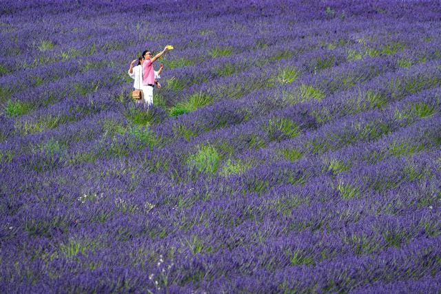 Tourists take photographs in a lavender field in Valensole, southern France, on June 22, 2027. (Photo by Miguel MEDINA / AFP)