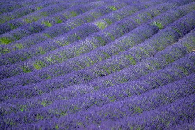 This photograph shows a lavender field in Valensole, southern France, on June 22, 2027. (Photo by Miguel MEDINA / AFP)
