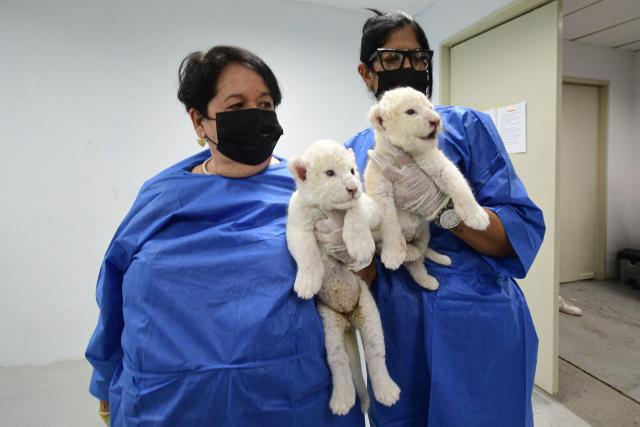 Veterinarians hold recently born white lion cubs at Las Delicias Zoo in Maracay, Aragua state, Venezuela on June 22, 2026. The zoo recently announced the birth of two white lion cubs of the Timbavati subspecies (Panthera leo melanochaita), a subspecies considered endangered and whose global population barely exceeds one hundred individuals. (Photo by Jacinto OLIVEROS / AFP)