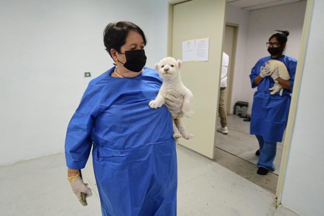 Veterinarians hold recently born white lion cubs at Las Delicias Zoo in Maracay, Aragua state, Venezuela on June 22, 2026. The zoo recently announced the birth of two white lion cubs of the Timbavati subspecies (Panthera leo melanochaita), a subspecies considered endangered and whose global population barely exceeds one hundred individuals. (Photo by Jacinto OLIVEROS / AFP)