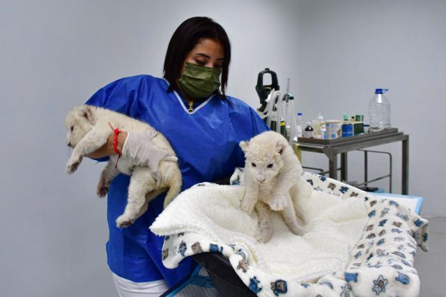 A veterinarian shows recently born white lion cubs at Las Delicias Zoo in Maracay, Aragua state, Venezuela on June 22, 2026. The zoo recently announced the birth of two white lion cubs of the Timbavati subspecies (Panthera leo melanochaita), a subspecies considered endangered and whose global population barely exceeds one hundred individuals. (Photo by Jacinto OLIVEROS / AFP)