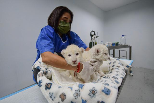A veterinarian shows recently born white lion cubs at Las Delicias Zoo in Maracay, Aragua state, Venezuela on June 22, 2026. The zoo recently announced the birth of two white lion cubs of the Timbavati subspecies (Panthera leo melanochaita), a subspecies considered endangered and whose global population barely exceeds one hundred individuals. (Photo by Jacinto OLIVEROS / AFP)