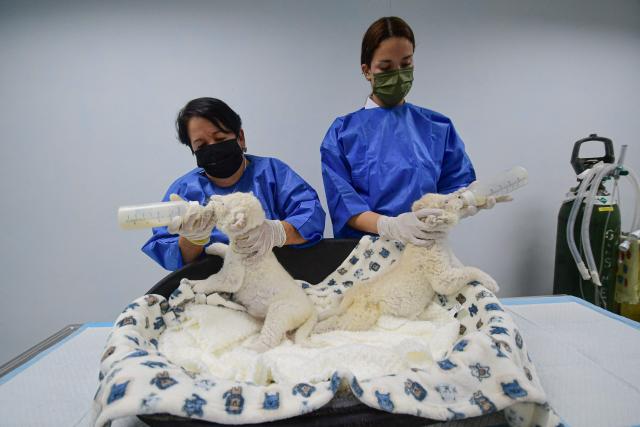 Veterinarians feed recently born white lion cubs at Las Delicias Zoo in Maracay, Aragua state, Venezuela on June 22, 2026. The zoo recently announced the birth of two white lion cubs of the Timbavati subspecies (Panthera leo melanochaita), a subspecies considered endangered and whose global population barely exceeds one hundred individuals. (Photo by Jacinto OLIVEROS / AFP)