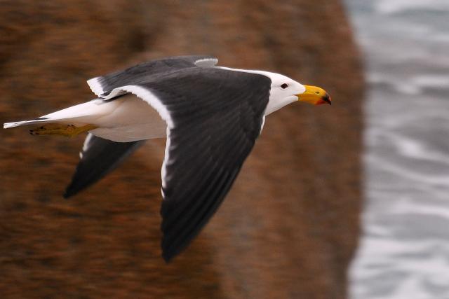 A Pacific Gull flies over a local beach in Esperance, a town on the south coast of Western Australia, on June 23, 2026. Australia is checking for any sign of "entrenched" H5 bird flu in its wildlife after detecting the country's first two cases, the government said on June 22. (Photo by Greg WOOD / AFP)