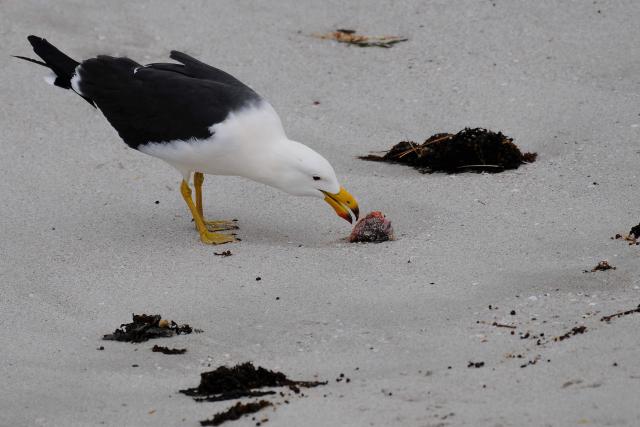 A Pacific Gull walks on a local beach in Esperance, a town on the south coast of Western Australia, on June 23, 2026. Australia is checking for any sign of "entrenched" H5 bird flu in its wildlife after detecting the country's first two cases, the government said on June 22. (Photo by Greg WOOD / AFP)