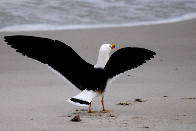 A Pacific Gull walks on a local beach in Esperance, a town on the south coast of Western Australia, on June 23, 2026. Australia is checking for any sign of "entrenched" H5 bird flu in its wildlife after detecting the country's first two cases, the government said on June 22. (Photo by Greg WOOD / AFP)