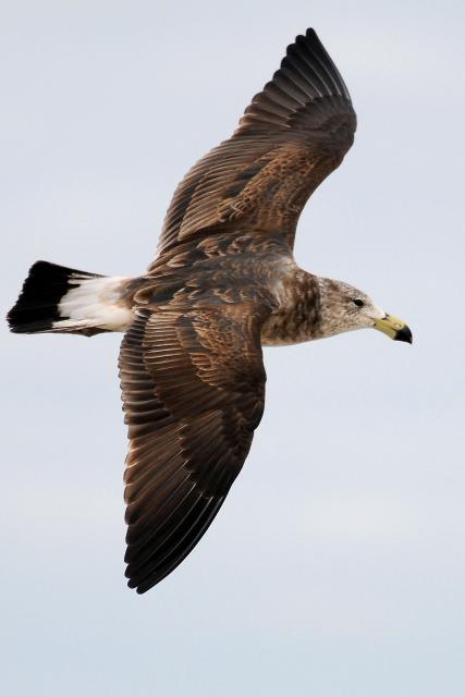 An immature Pacific Gull flies over a local beach in Esperance, a town on the south coast of Western Australia, on June 23, 2026. Australia is checking for any sign of "entrenched" H5 bird flu in its wildlife after detecting the country's first two cases, the government said on June 22. (Photo by Greg WOOD / AFP)