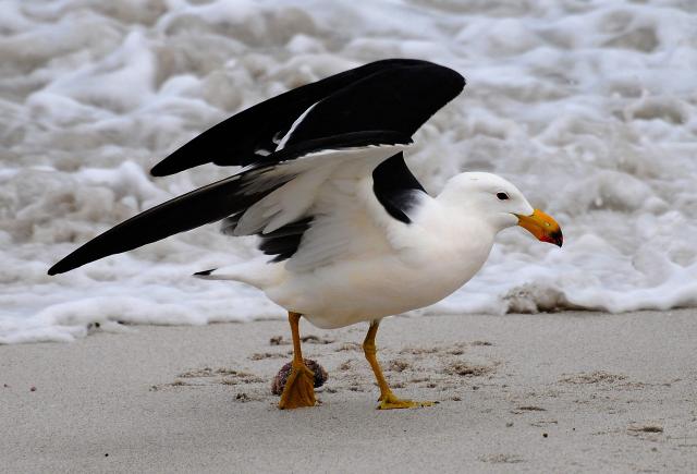 A Pacific Gull walks on a local beach in Esperance, a town on the south coast of Western Australia, on June 23, 2026. Australia is checking for any sign of "entrenched" H5 bird flu in its wildlife after detecting the country's first two cases, the government said on June 22. (Photo by Greg WOOD / AFP)