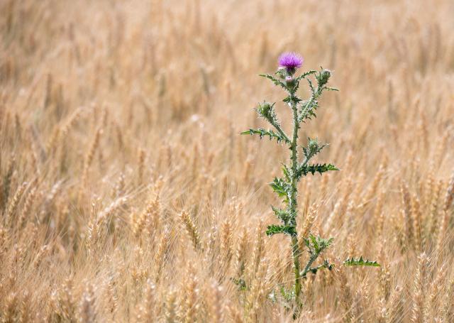 TOPSHOT - A thistle stands tall above a wheat field before near the village of Regesbrunn, east of Austrian capital of Vienna, Austria, on June 21, 2026. Severe drought and a punishing early-summer heatwave are forcing farmers across Europe to begin the annual grain and cereal harvest weeks earlier than usual. (Photo by Joe Klamar / AFP)