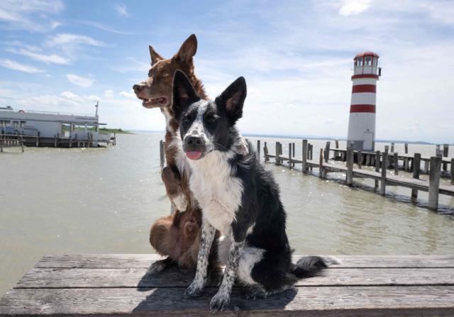Border collie dogs  Luxx (8mths old on the right) and 8 years old Nemesis (left) hug of a picture during their trip to the Neusiedl See lake at Podersdorf am See south-east of Vienna, Austria, on June 23, 2026. A current heatwave affecting all of Austria is expected to peak at the end of the week with temperatures forecast to reach around 40 degrees Celsius and higher, particularly in the east of the country, according to Geosphere Austria, the country's meteorological agency, the state of Lower Austria (east) has activated its heatwave alert system as a precaution. (Photo by Joe Klamar / AFP)