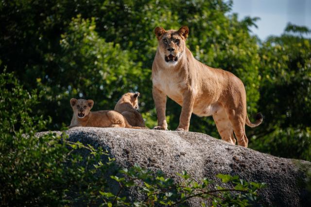 Two month-old African Lion cubs Isis and Inaya with their mother Asma after the cubs went on public display at the Paris Zoological Park in Paris on June 24, 2026. (Photo by Dimitar DILKOFF / AFP)