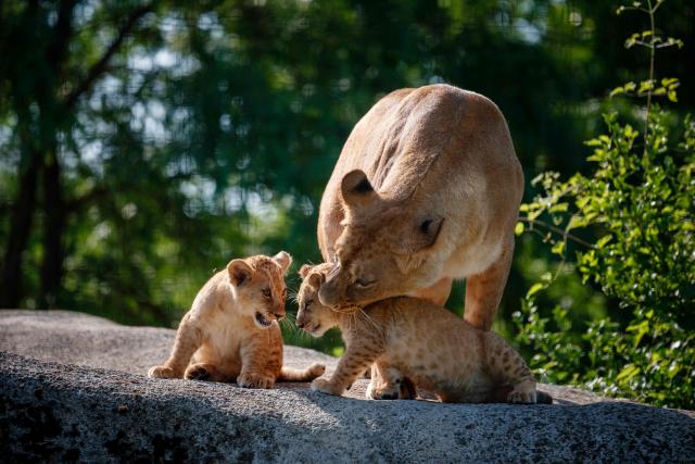 Two month-old African Lion cubs Isis and Inaya play with their mother Asma after the cubs went on public display at the Paris Zoological Park in Paris on June 24, 2026. (Photo by Dimitar DILKOFF / AFP)