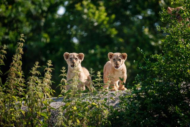 This photograph shows two month-old African Lion cubs Isis and Inaya after the cubs went on public display at the Paris Zoological Park in Paris on June 24, 2026. (Photo by Dimitar DILKOFF / AFP)