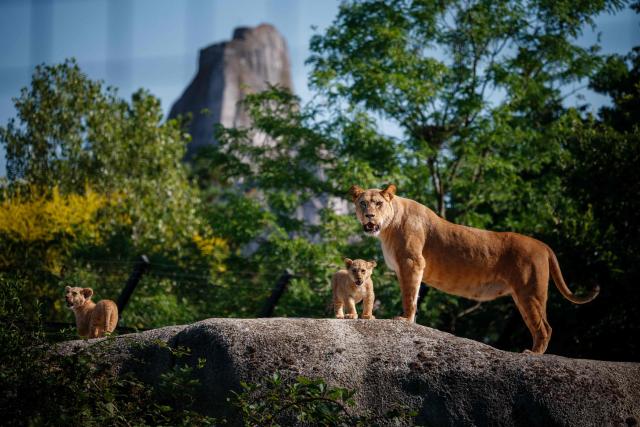 Two month-old African Lion cubs Isis and Inaya with their mother Asma after the cubs went on public display at the Paris Zoological Park in Paris on June 24, 2026. (Photo by Dimitar DILKOFF / AFP)